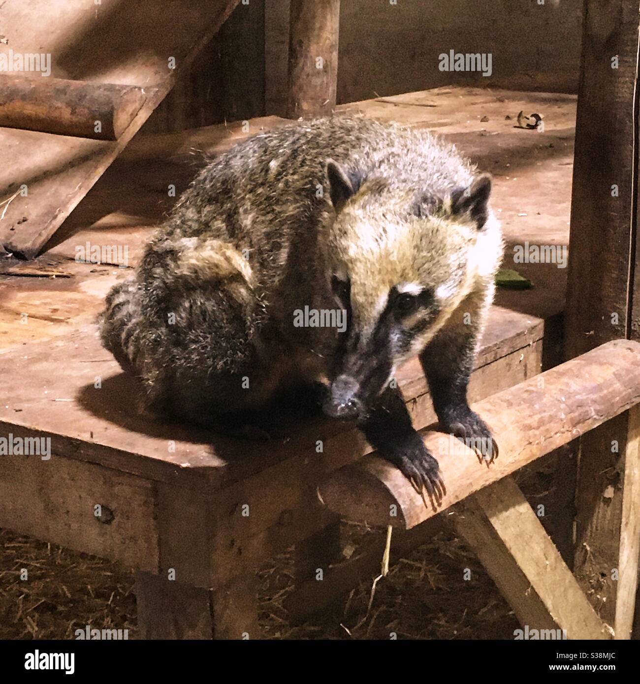 South American Coati, parc à thème familial Woodlands. Totnes, Devon, Angleterre, Royaume-Uni. Banque D'Images