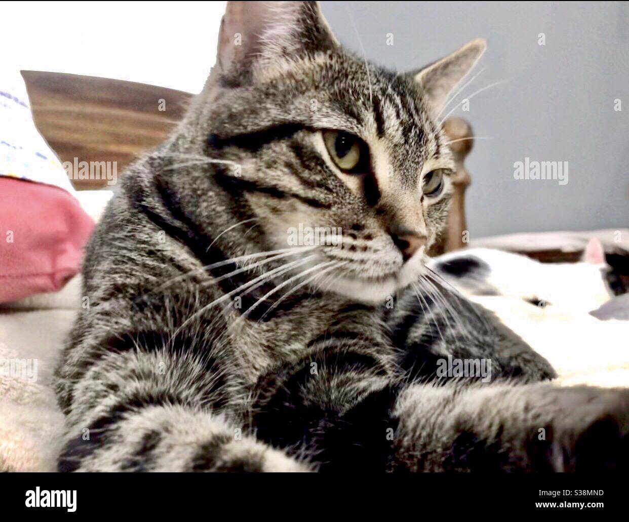 Portrait d'un magnifique chat tabby avec de magnifiques yeux de couleur or-cuivre et des bandes proéminentes, domestique ou américain court-air, compagnon d'intérieur animal de compagnie spared femelle de secours kitty Banque D'Images