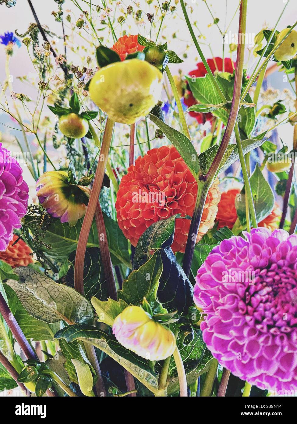 Fleurs de jardin anglais - Image de stock capturée avec un smartphone