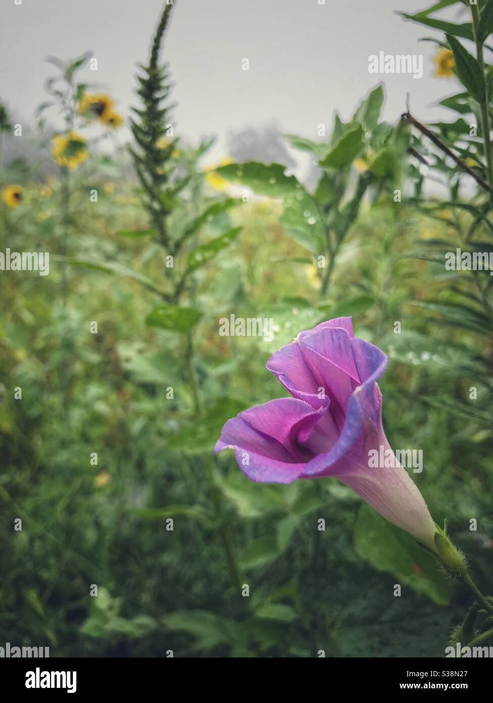 Ouverture de la fleur de gloire du matin dans un champ de tournesol Banque D'Images
