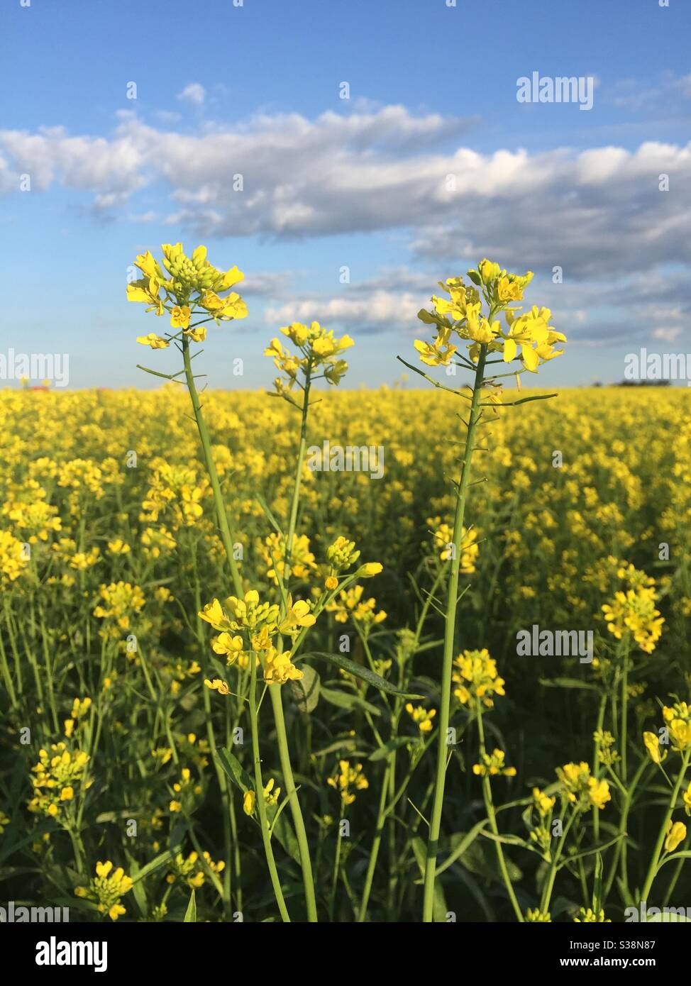 Fleurs de moutarde jaune dans une ferme de moutarde. Banque D'Images