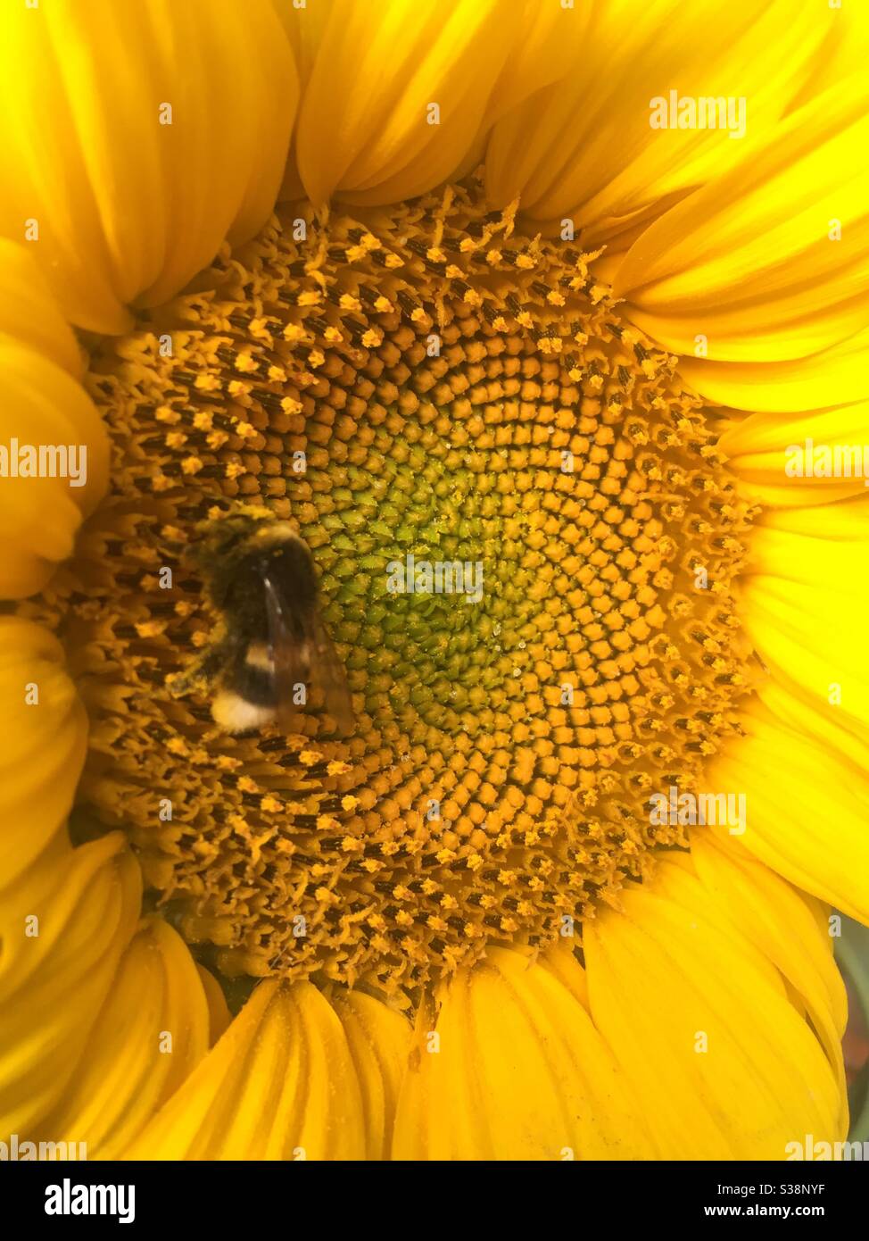 Tournesol et bourdon août - Image de stock capturée avec un smartphone
