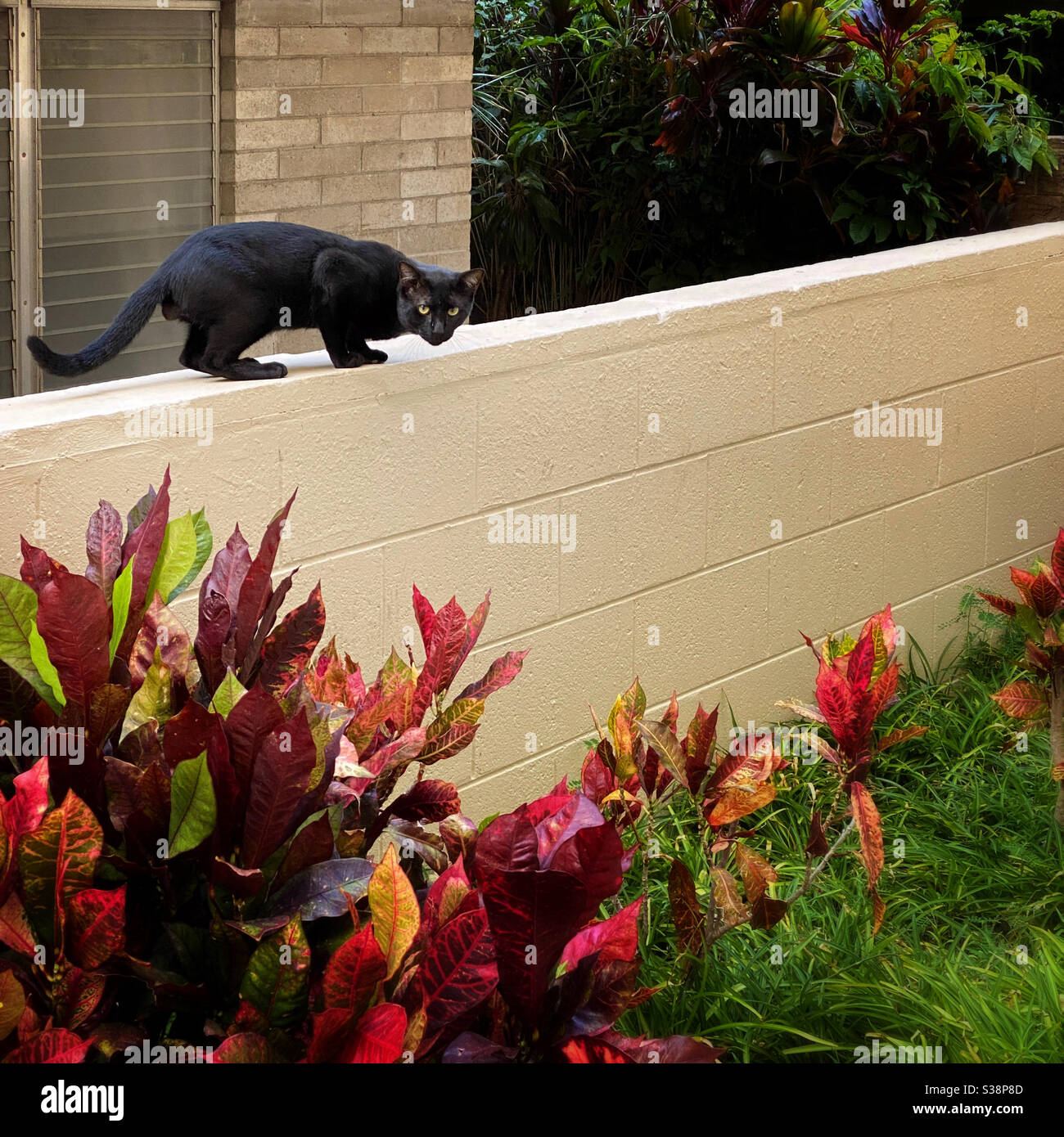 Un chat noir marchant prudemment sur le dessus d'un mur du jardin Banque D'Images