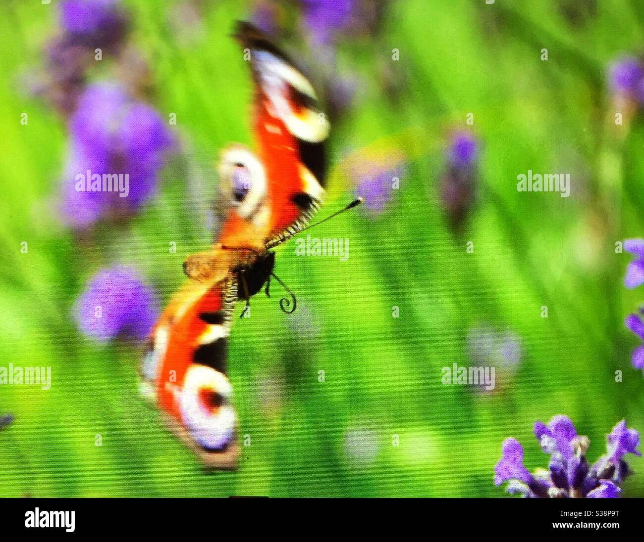 Papillon coloré en action pendant le vol à Räfsnäs, Gräddö, Rådmansö, archipel de Stockholm en Suède. Herbe verte et fleurs hors foyer dans le sol arrière. Banque D'Images