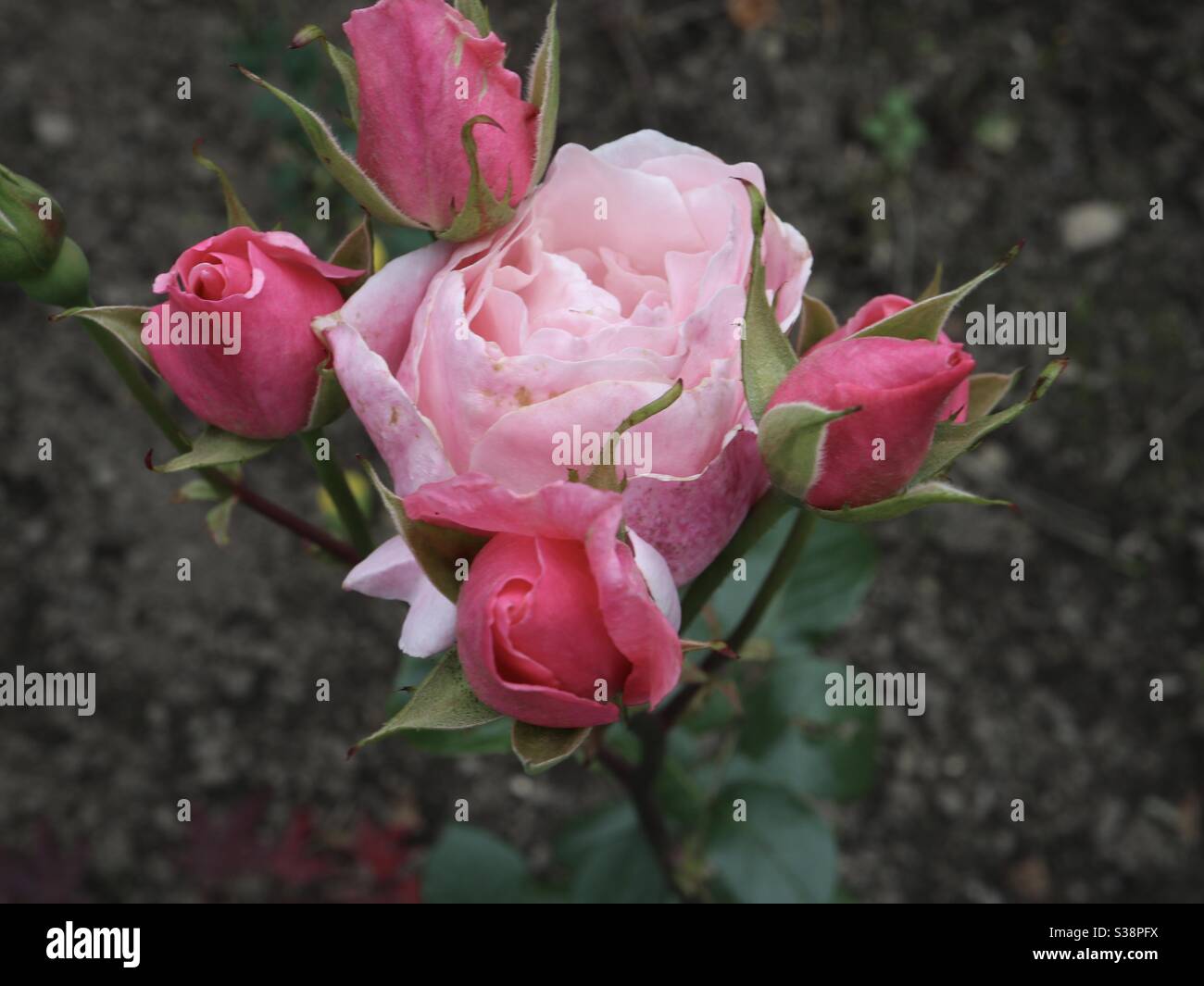 Bouquet de roses roses Banque D'Images