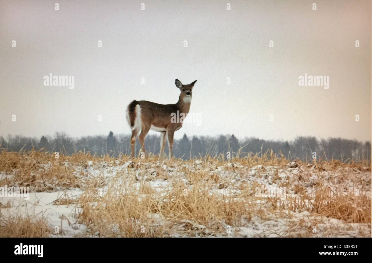 Le cerf de Virginie, ou caille blanche, cerf de taille moyenne, originaire de l'Amérique du Nord, cerf de Virginie, faune, faune de l'Amérique du Nord, cerf, Banque D'Images Le cerf de Virginie, ou caille blanche, cerf de taille moyenne, originaire de l'Amérique du Nord, cerf de Virginie, faune, faune de l'Amérique du Nord, cerf, Banque D'Images