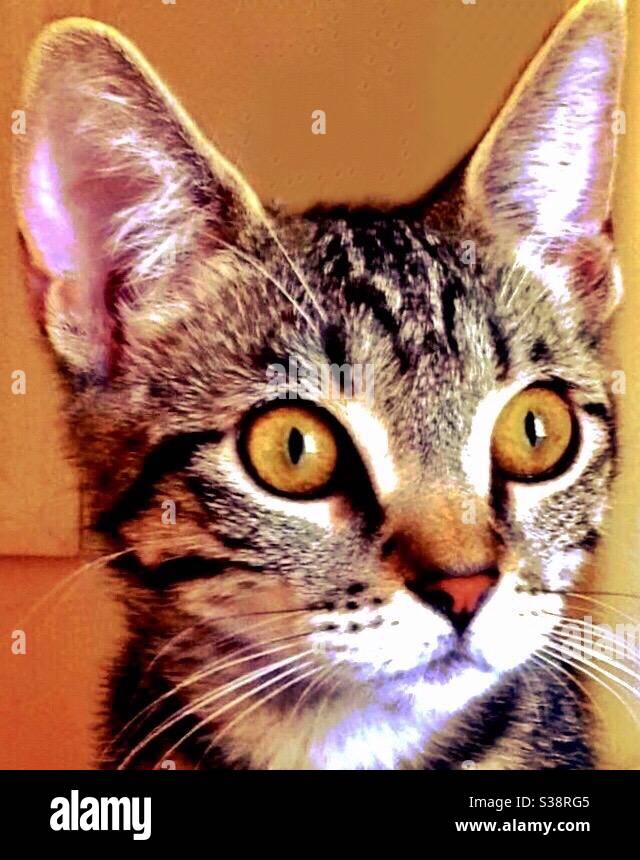 Portrait d'un beau chat marron tabby avec de magnifiques yeux or spated femelle sauvetage entièrement vetted, domestique ou américain shorthair compagnon d'intérieur Banque D'Images