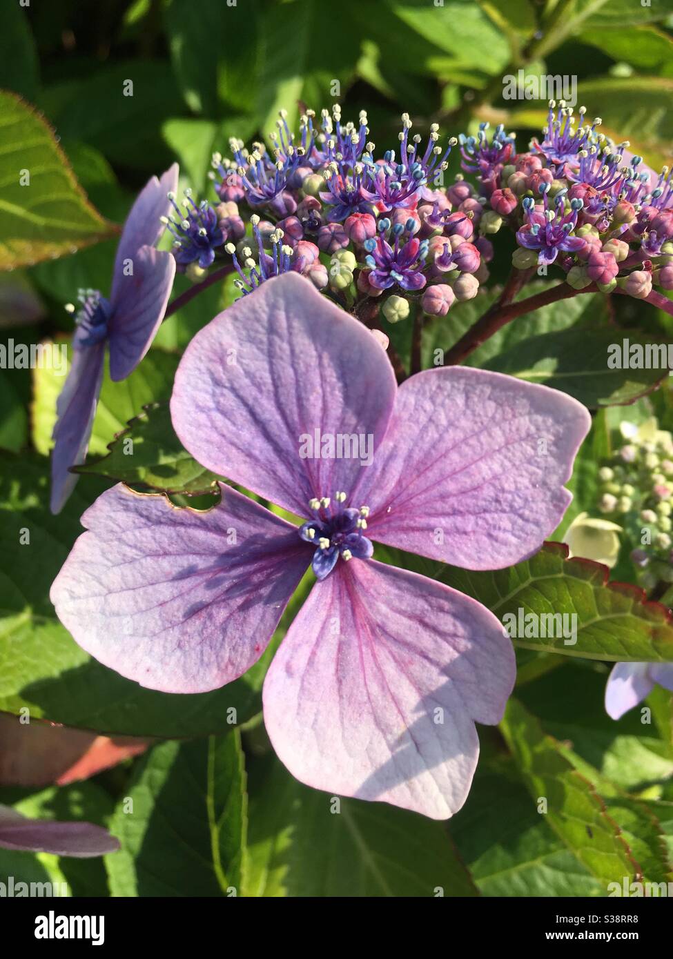 Purple hydrangea flower Banque D'Images