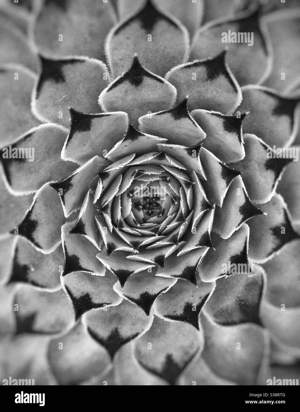 Sempervivum calcareum Banque D'Images