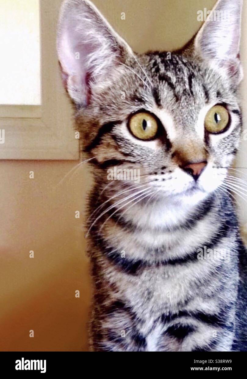 Portrait d'un magnifique chat tabby brun-noir avec de magnifiques yeux dorés ou cuivrés regardant l'appareil photo, femelle de secours piqué entièrement approuvé, domestique ou américain petit-air compagnon d'intérieur Banque D'Images
