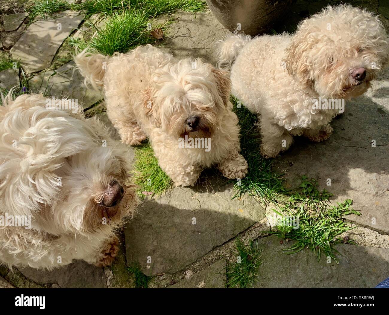 Chiens bouffis Banque D'Images