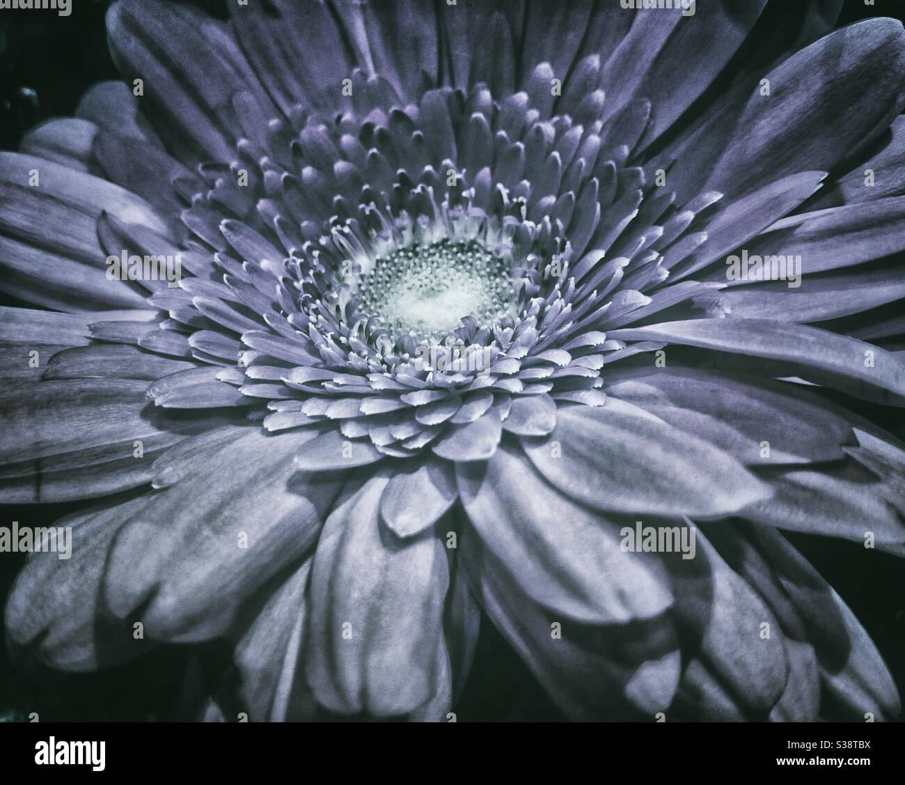 Une photographie rapprochée d'une belle fleur, filtrée en noir et blanc. Motif et forme naturels époustouflants. Banque D'Images