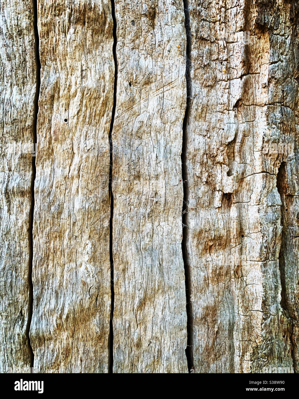 Tronc d’arbre. Banque D'Images