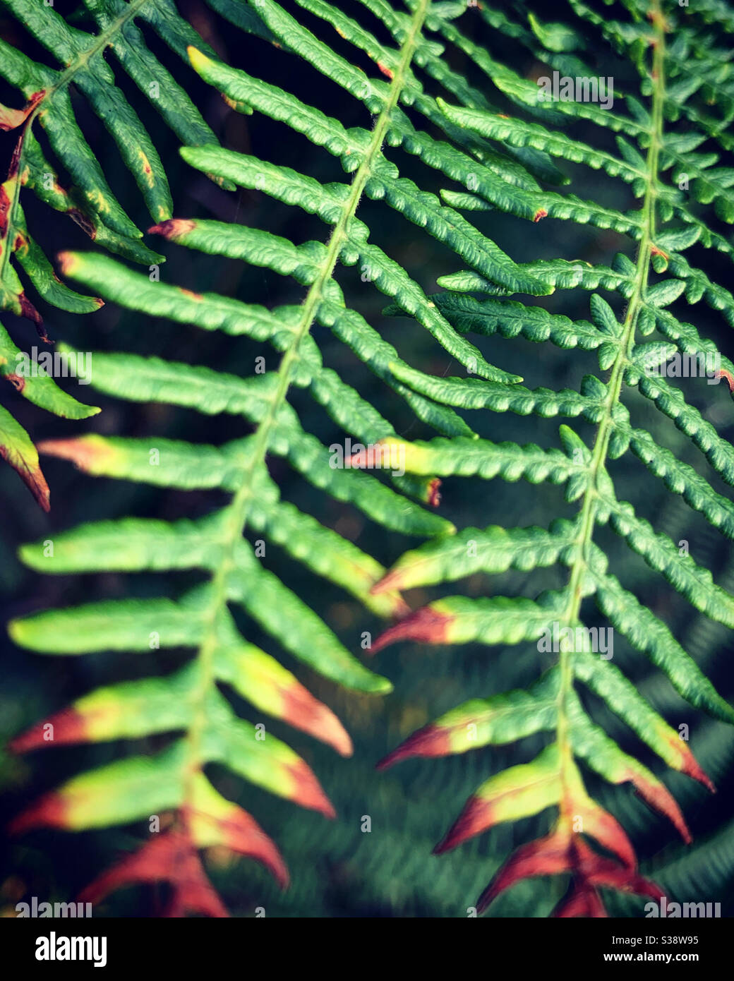 Deux feuilles de fougères. - Image de stock capturée avec un smartphone