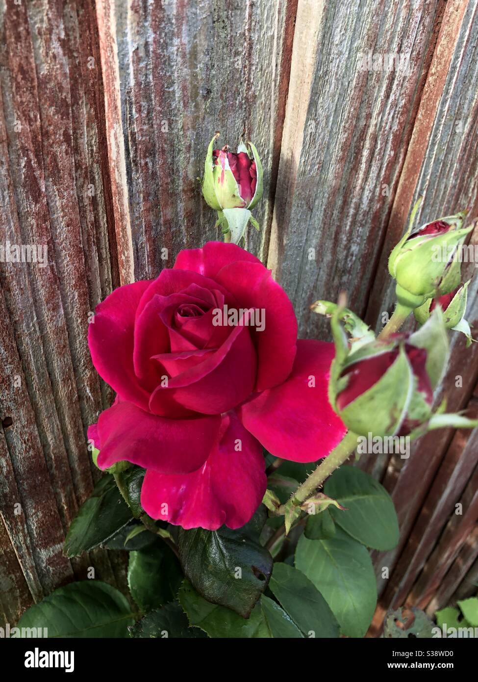 Rose rouge - Image de stock capturée avec un smartphone