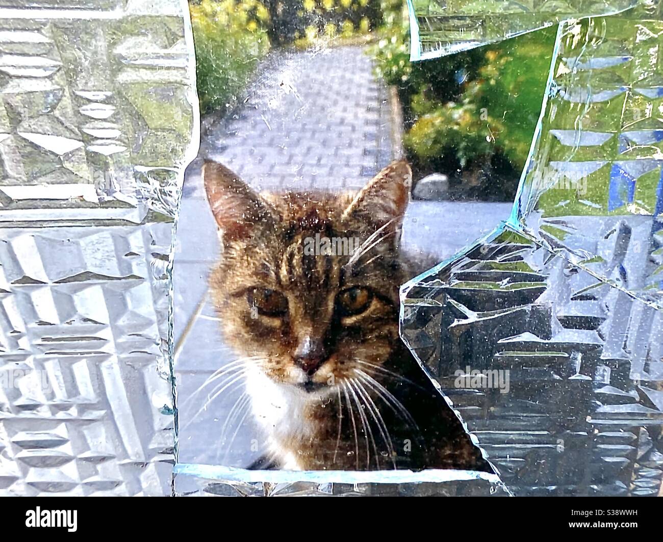Cat regarde dans une fenêtre cassée - Image de stock capturée avec un smartphone