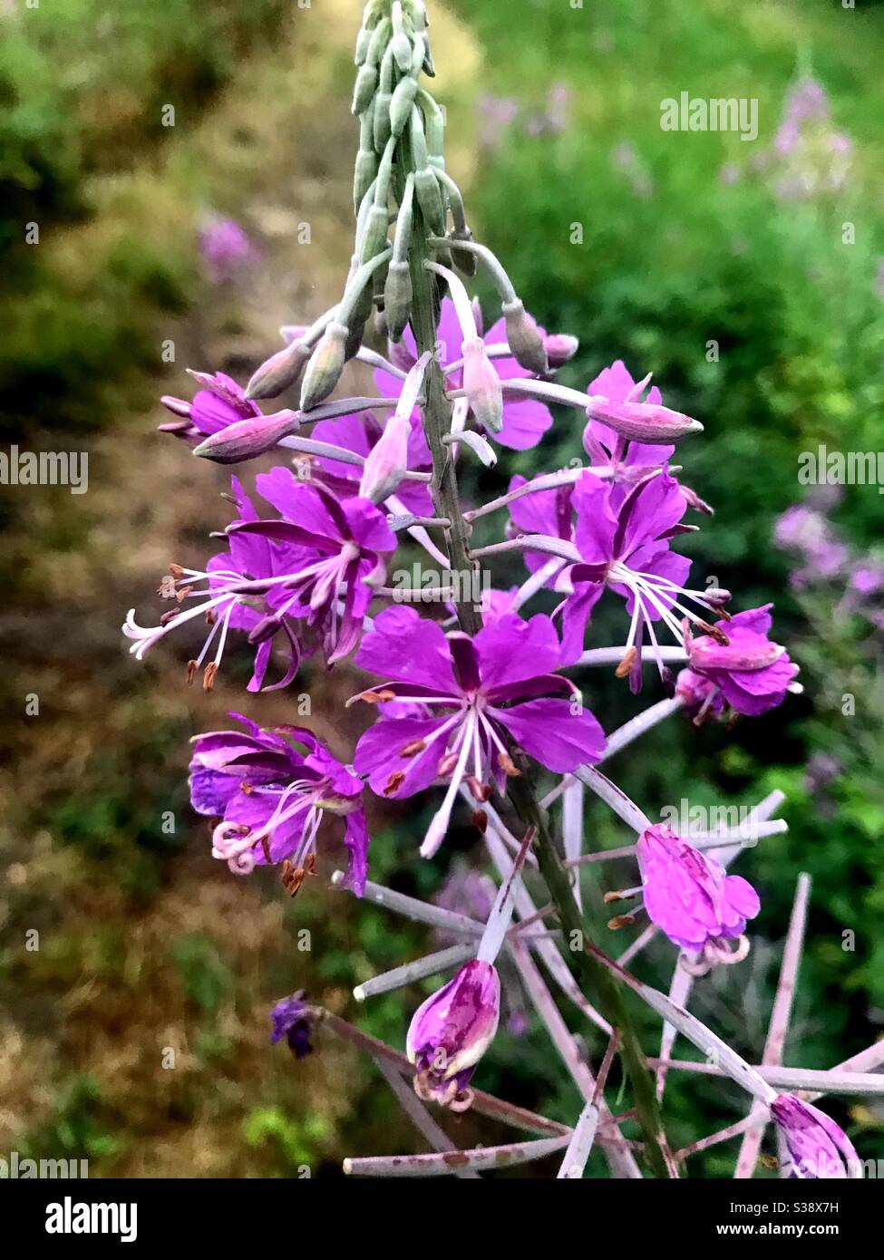 Loosestrife violet sauvage - Image de stock capturée avec un smartphone