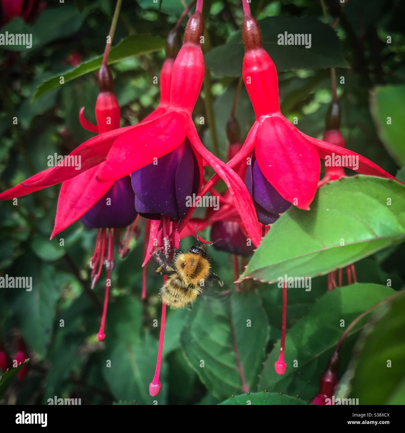 Fuchsia magellanica, également connu sous le nom de fuchsia à colibris ou fuchsia robuste - Image de stock capturée avec un smartphone