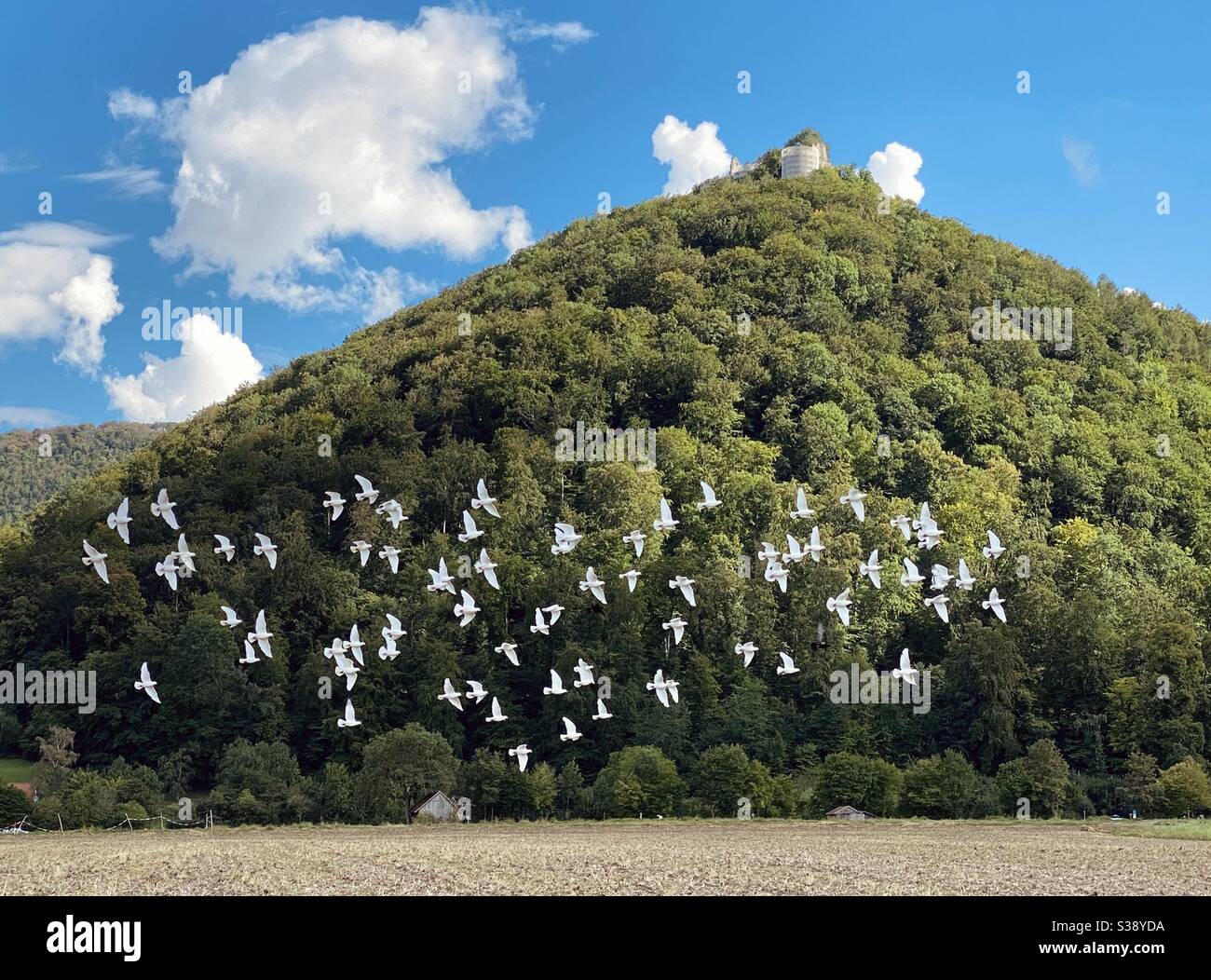 Kurverwaltung, Bad Urach, en Allemagne, UN fort sur la colline et des oiseaux - Image de stock capturée avec un smartphone