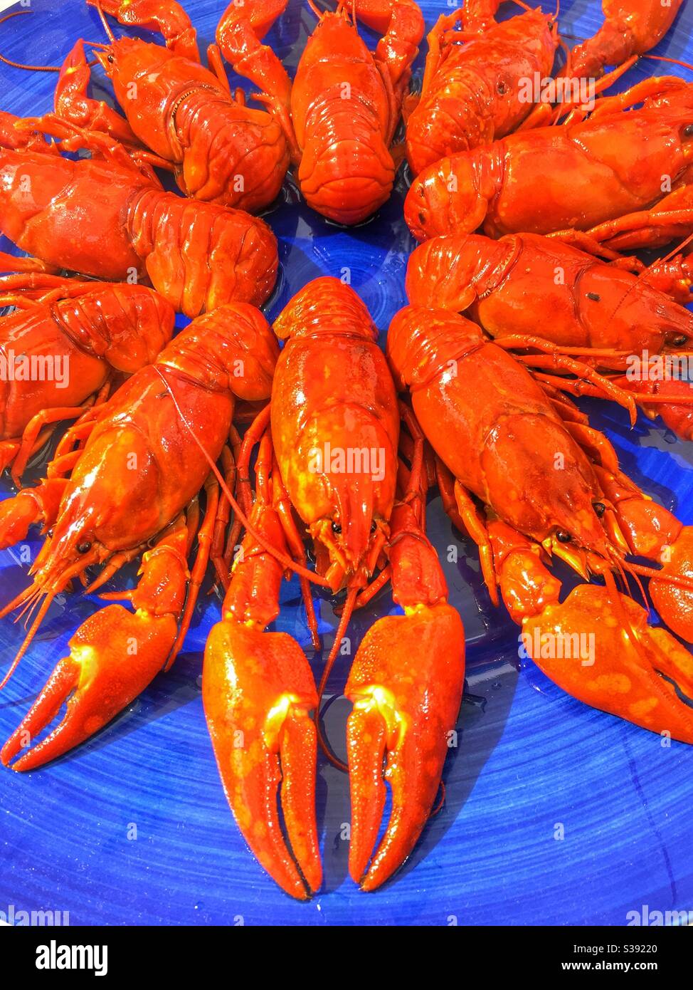 Écrevisse suédoise traditionnelle (Signalkräfta) mettre sur une assiette bleue, prête à être servie. Banque D'Images