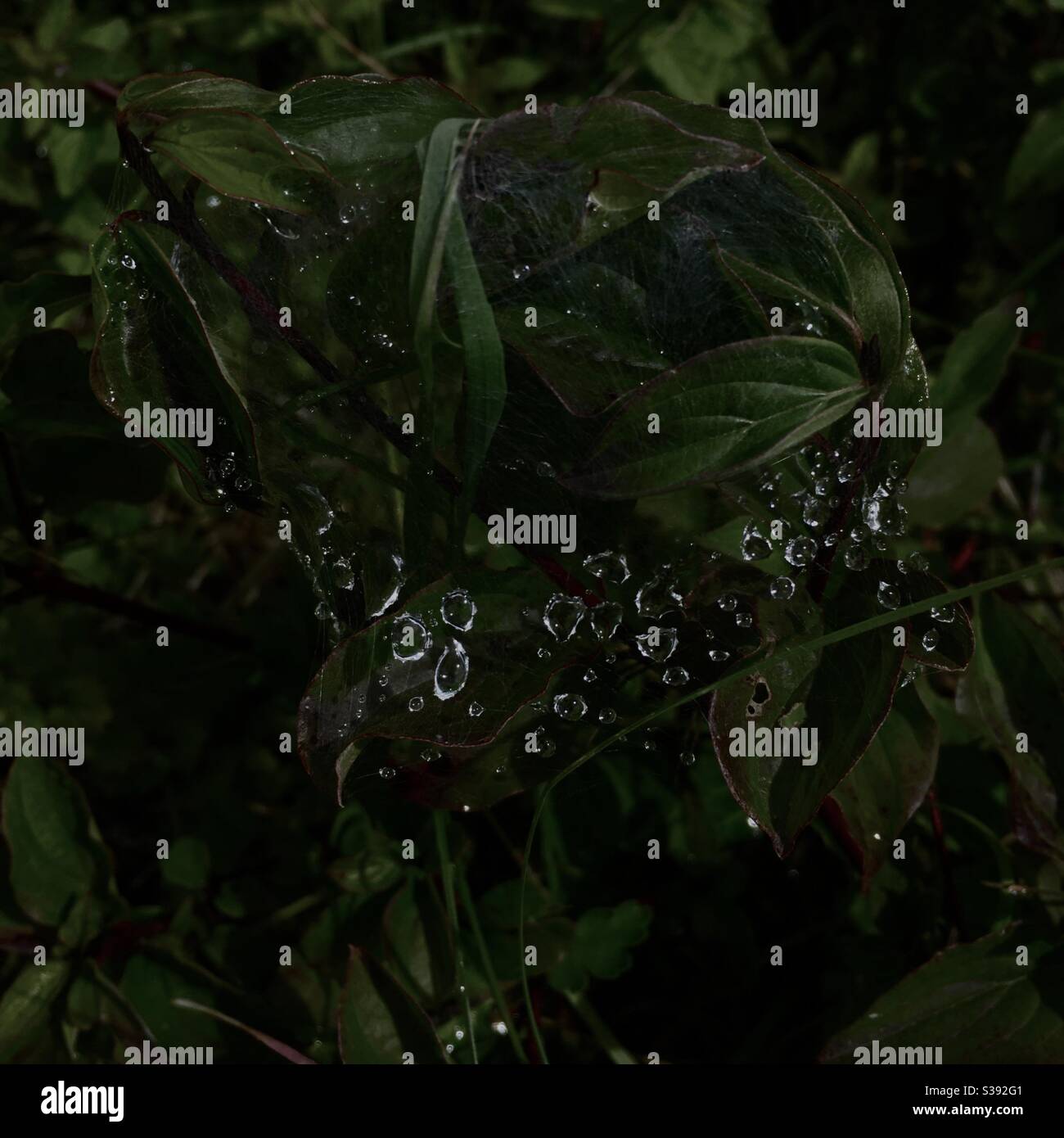 Une feuille vert foncé et des gouttelettes d'eau sur une araignée arrière-plan de la nature web - Image de stock capturée avec un smartphone