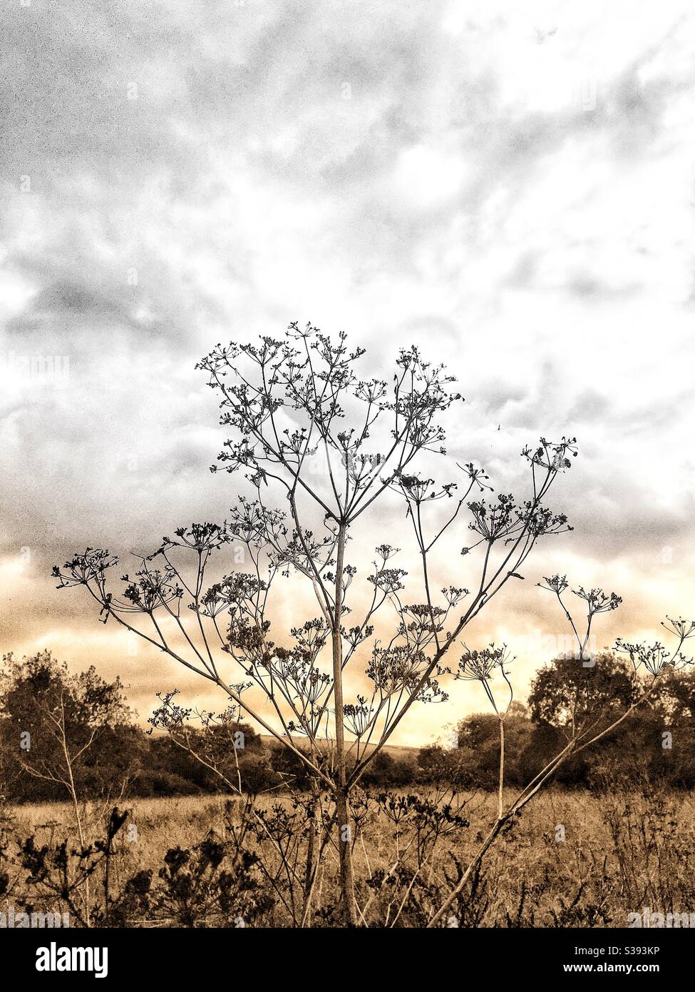 Squelette d'une plante de persil sauvage contre un gris nuageux ciel Banque D'Images