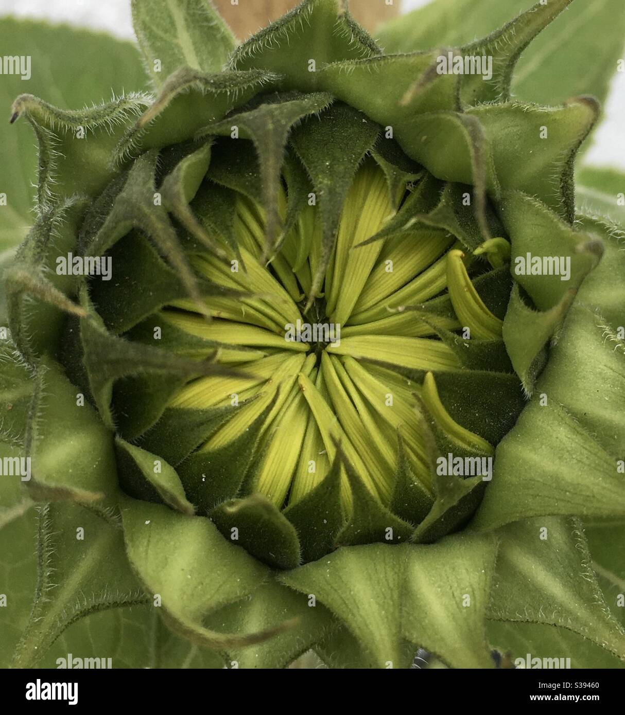 La tête de tournesol est sur le point de s'ouvrir Banque D'Images