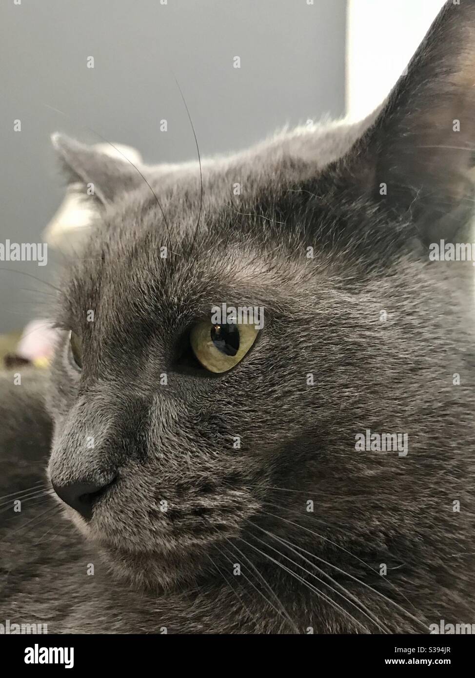 Portrait du magnifique chat bleu russe aux yeux verts magnifiques, sauvé comme un petit chaton, une femelle complètement vettée qui vit maintenant comme compagnon d'intérieur, chat gris domestique ou américain de shorthair Banque D'Images