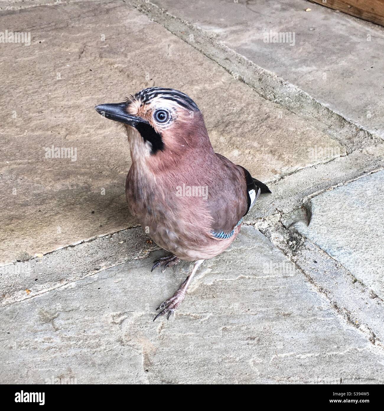 jay d'Eurasie, Hampshire, Angleterre, Royaume-Uni. - Image de stock capturée avec un smartphone