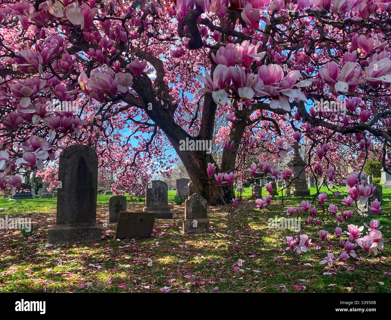 Magnolia dans le cimetière en bois vert Banque D'Images