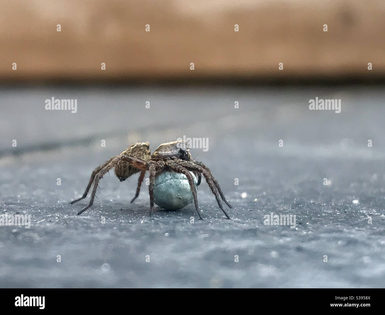 Araignees Loups Banque D Image Et Photos Alamy