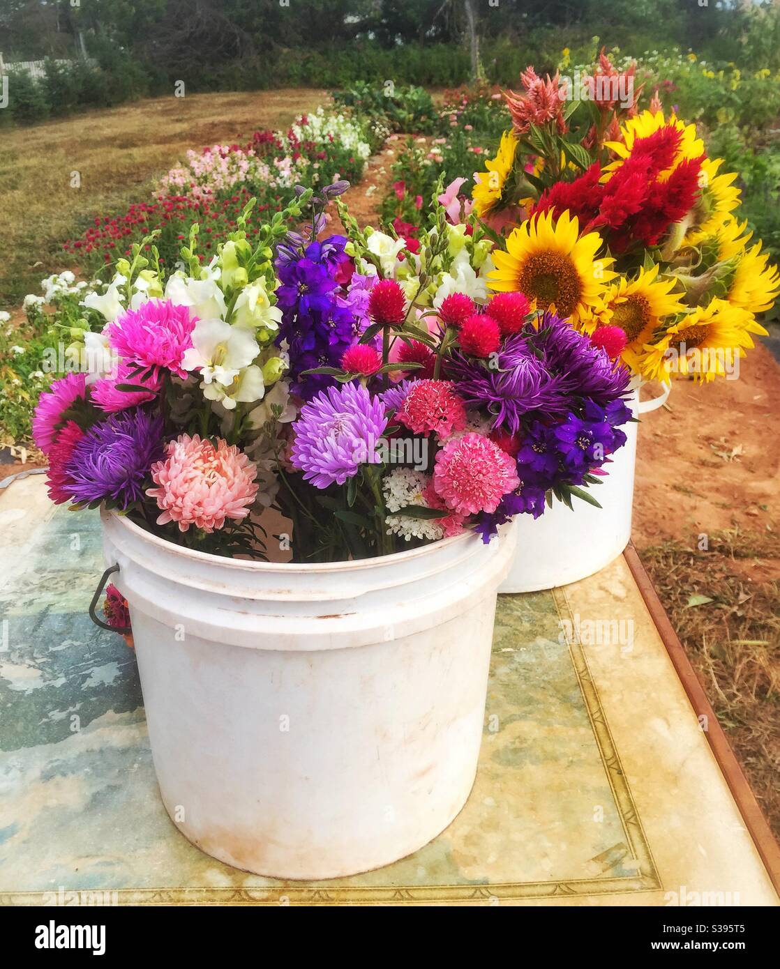 Seaux de fleurs dans un jardin de fleurs. Banque D'Images