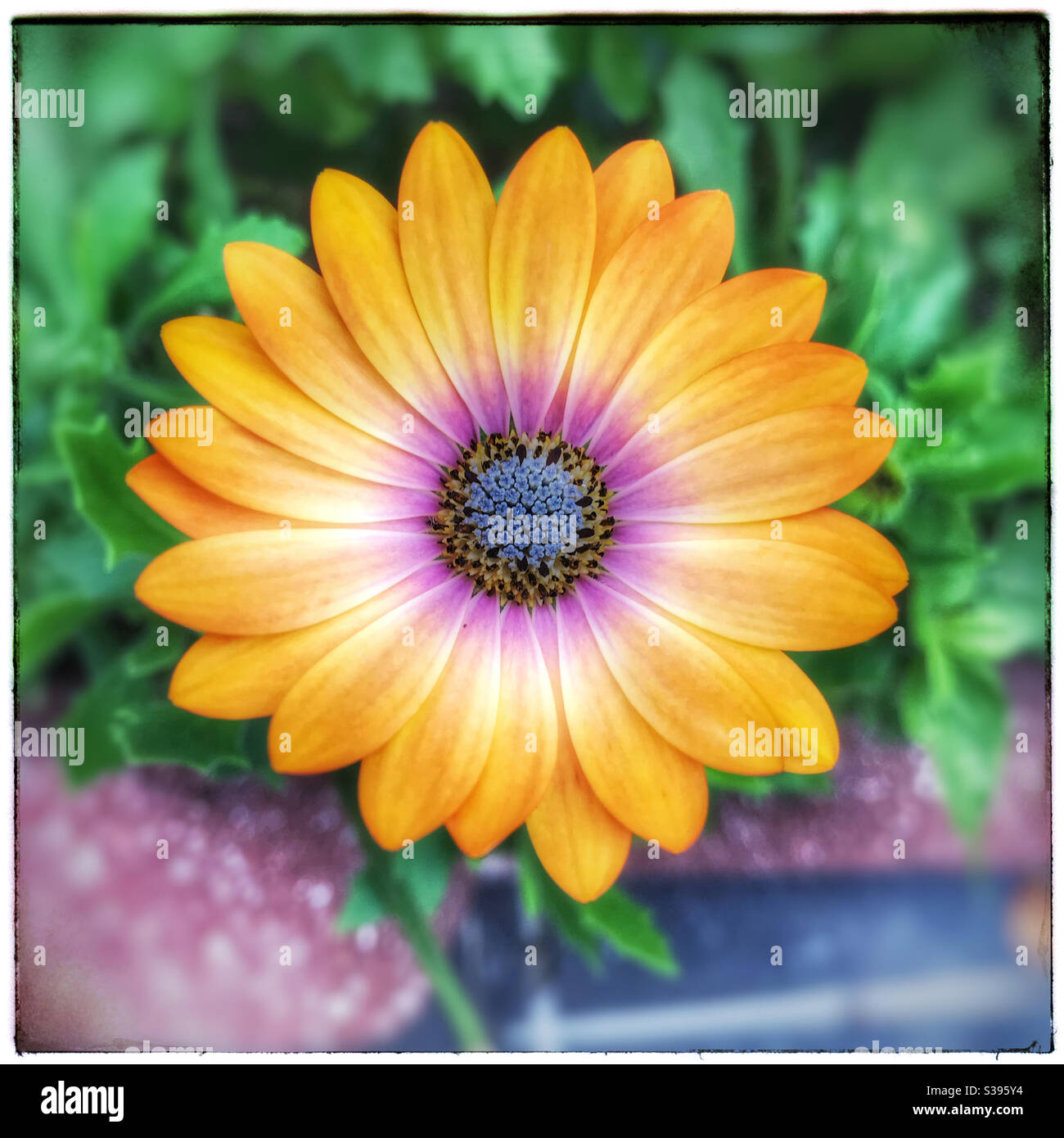 Fleur de pâquerette orange. - Image de stock capturée avec un smartphone