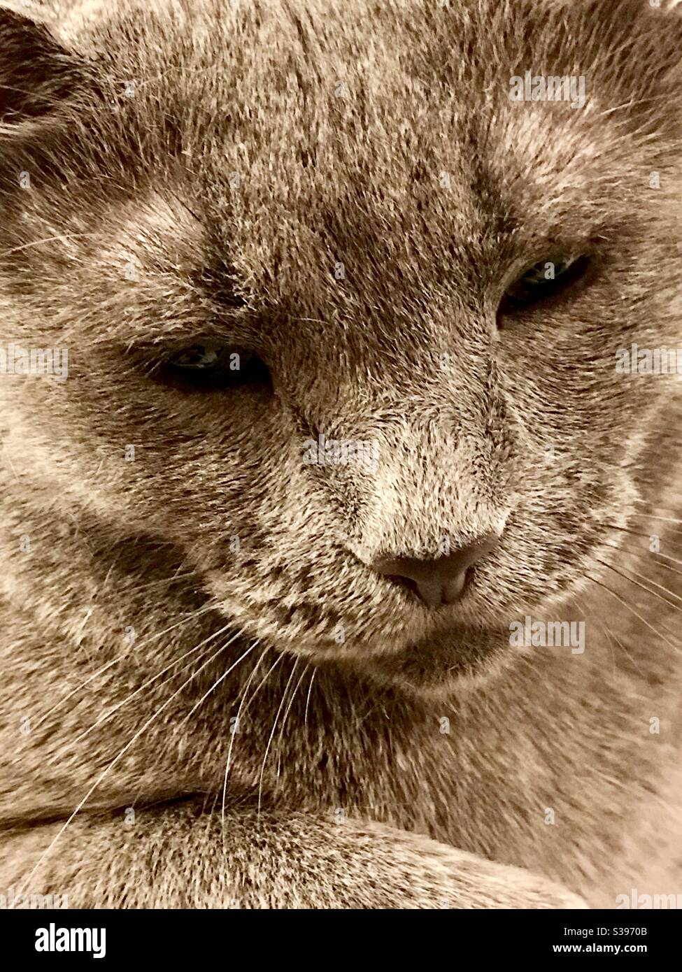 Portrait de beau chat bleu russe avec des yeux verts magnifiques, animal de compagnie intérieur neureu mâle domestique ou chaton de shorthair américain Banque D'Images