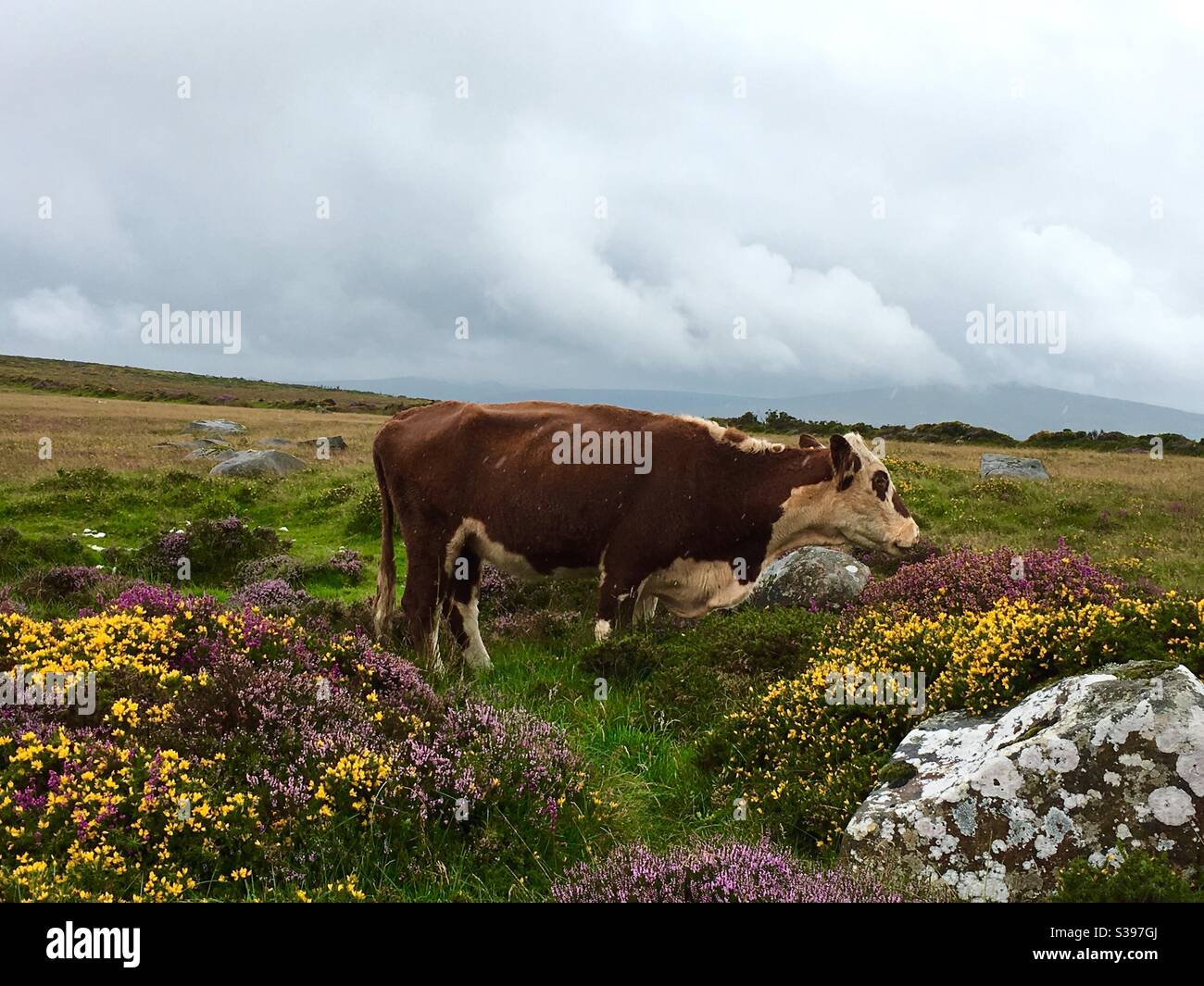 Vache brune sur la lande avec des gorses et des bruyères colorés Banque D'Images