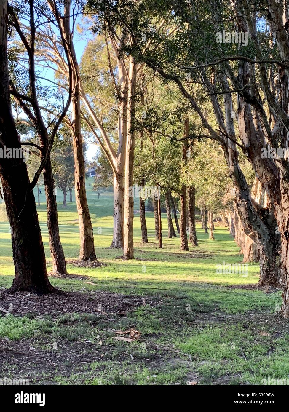 Une ligne d'arbres dans la lumière du soleil du matin et luxuriante Coupez de l'herbe verte sur un parcours de golf public de Sydney Australie Banque D'Images