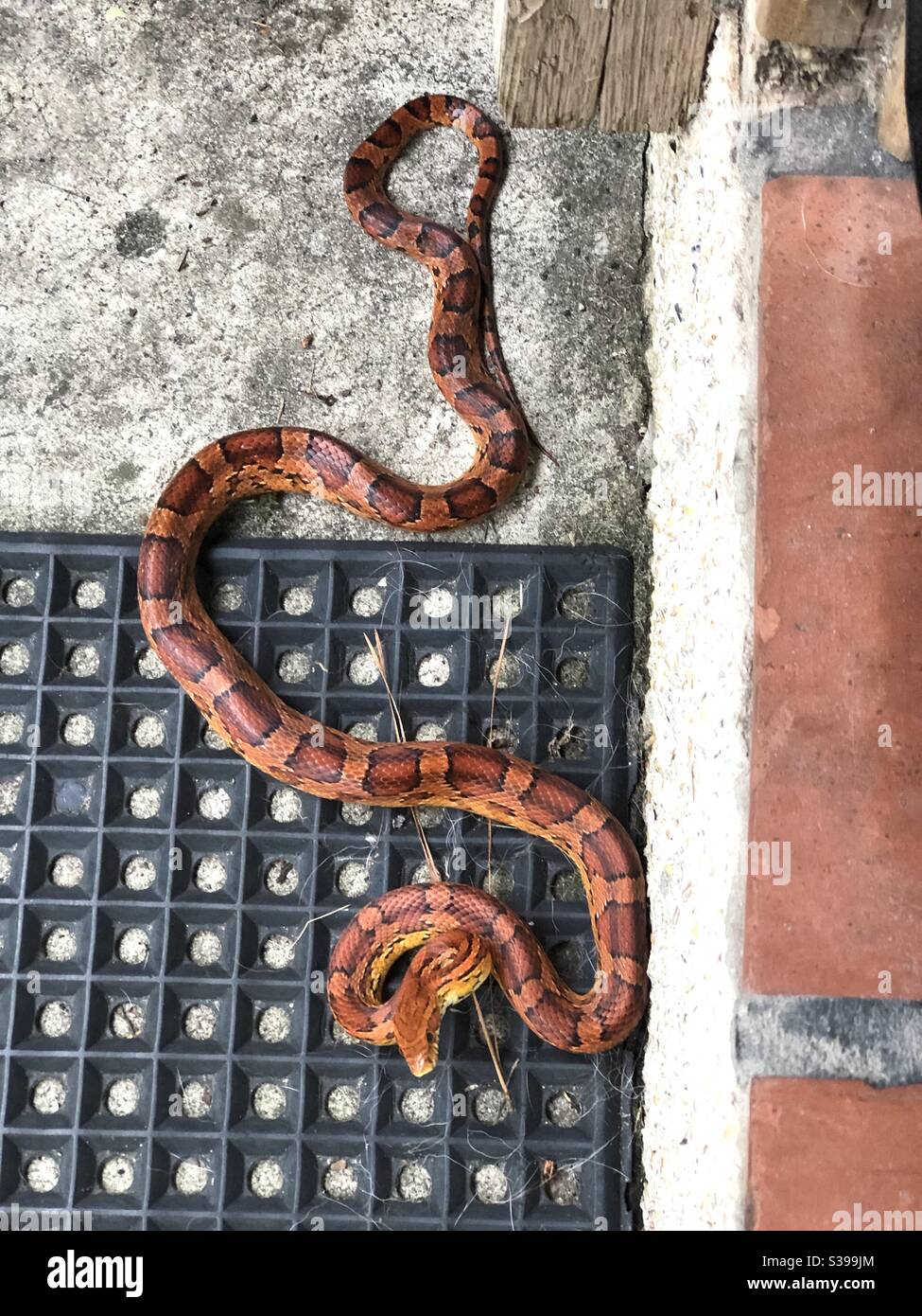 Serpent de maïs dans le sud-est de la Géorgie - Image de stock capturée avec un smartphone