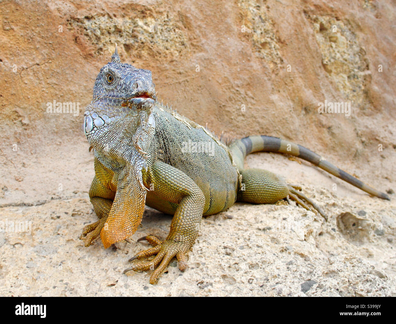un grand lézard dragon avec un grand rabat de peau son cou se trouve sur un rocher sur l'île de Ténérife Banque D'Images