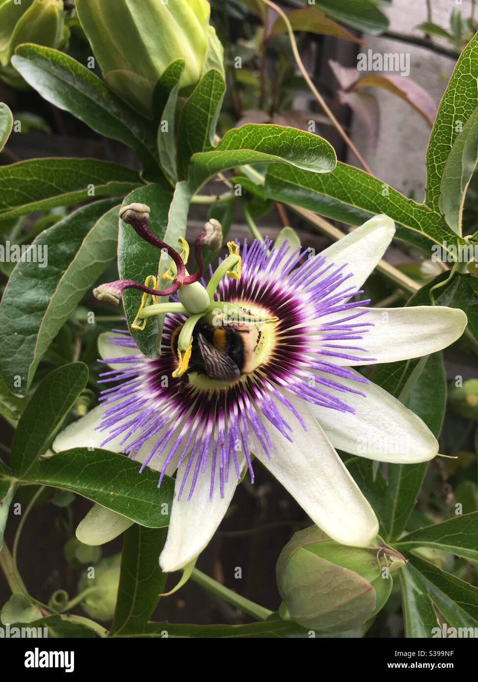 Bumble abeille pollinisant une fleur de la passion - Image de stock capturée avec un smartphone