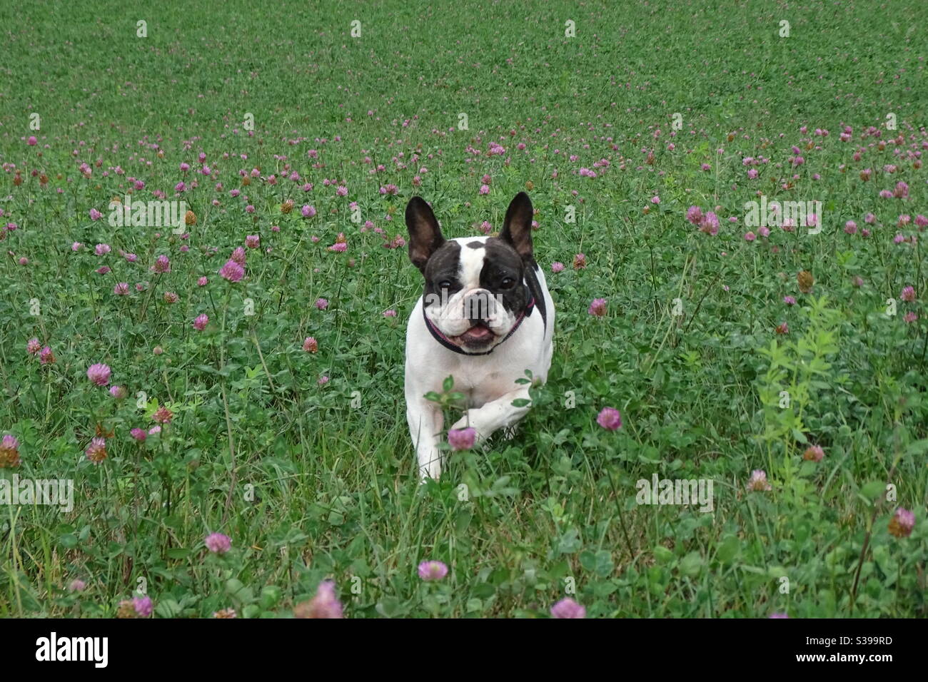 Bulldog français en train de courir dans un champ de trèfle Banque D'Images