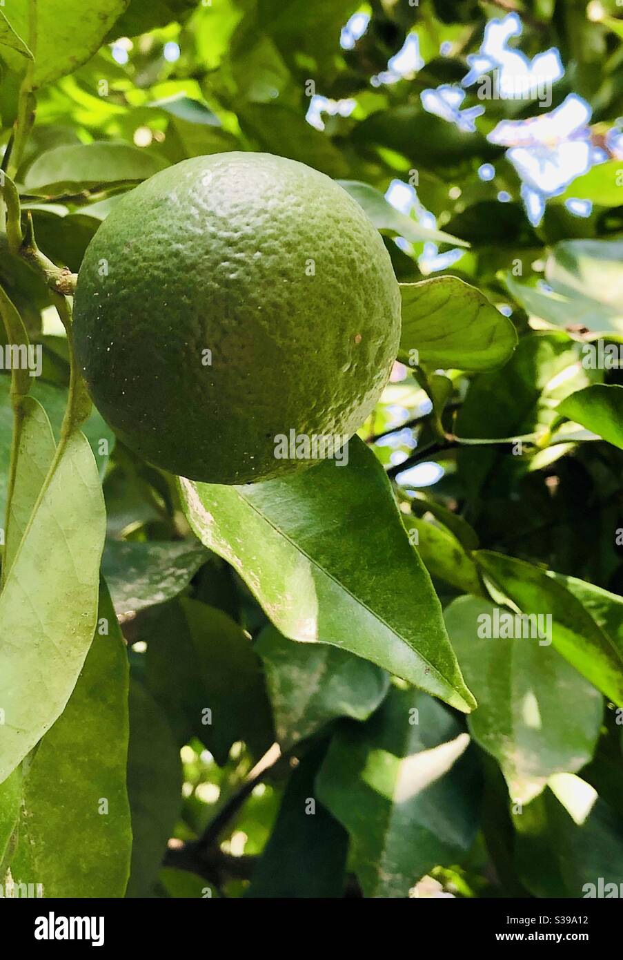 Orange poussant sur un arbre fin août Banque D'Images