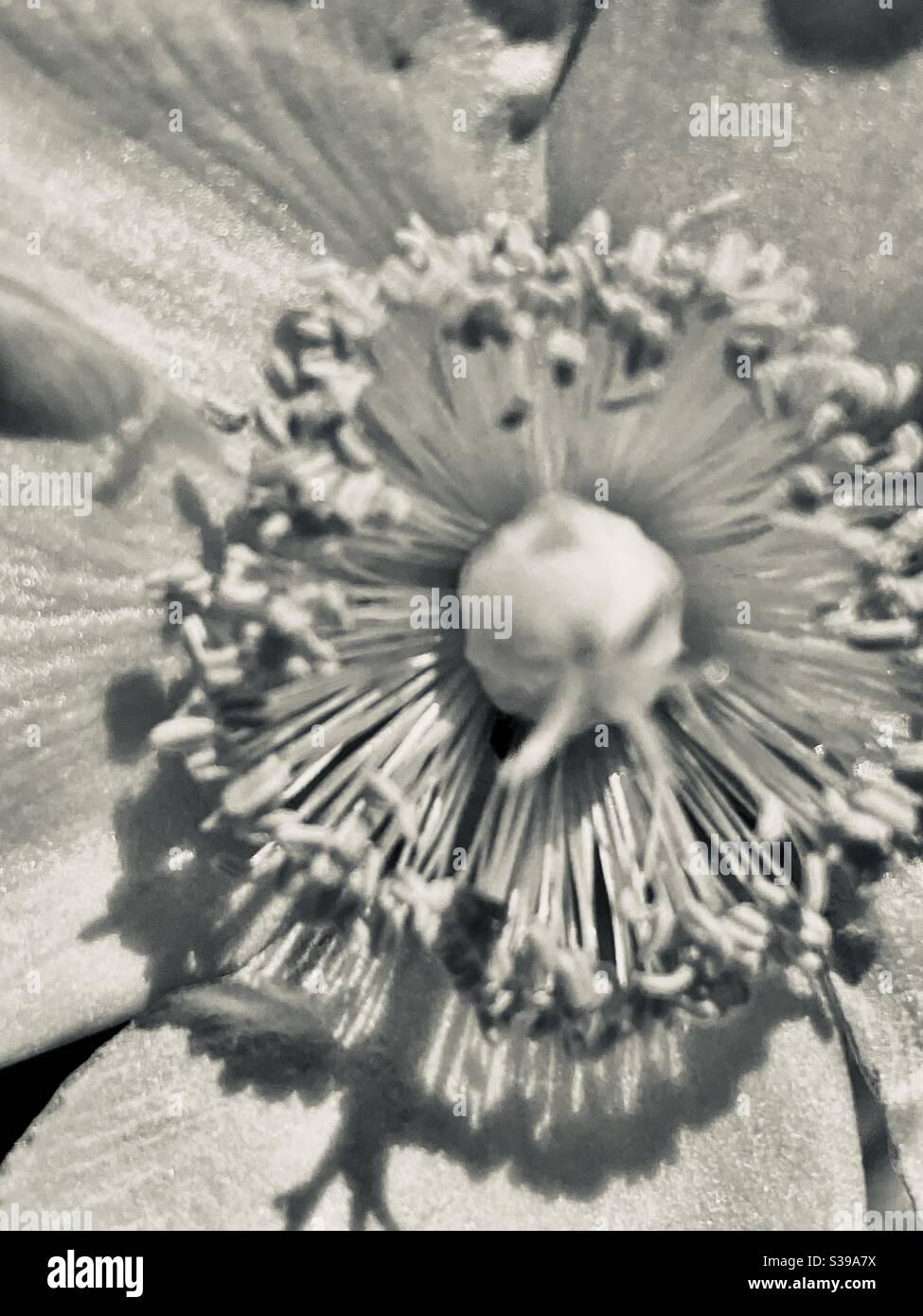 Fleur non focale - noir et blanc - Image de stock capturée avec un smartphone