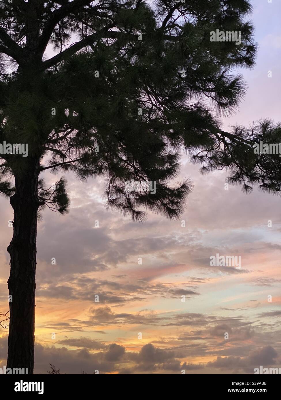 Ciel de coucher de soleil coloré avec grande silhouette de pins Banque D'Images