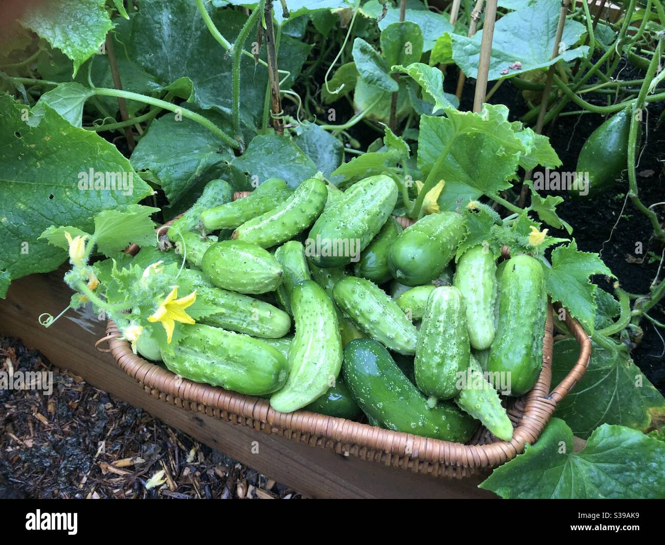 Saison du concombre 🥒❤️ Photo Stock - Alamy