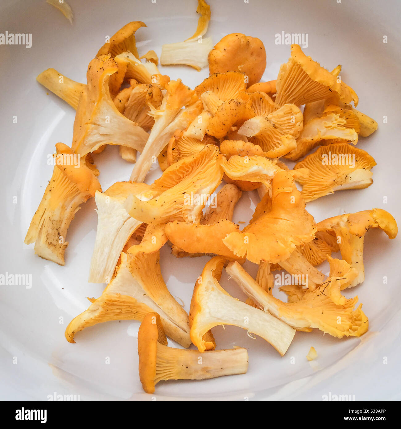 Chanterelles sauvages Banque D'Images