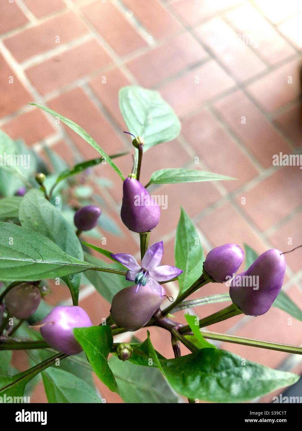 Plante de poivre ornementale en fleurs poussant sur le patio montrant jeune fruits violets - Image de stock capturée avec un smartphone