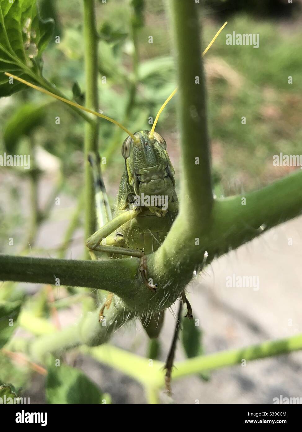 Gros plan sur le visage adorable d'un oiseau sombre Grasshopper a quelques heures après se sont émergeant du tubage de son exosquelette - Image de stock capturée avec un smartphone