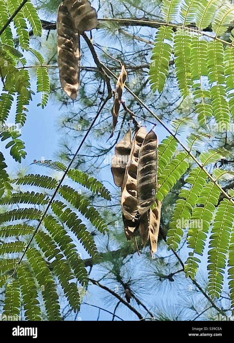 Mimosa arbre et graines fin de l'été dans le sud-est de la Géorgie contre un ciel bleu - Image de stock capturée avec un smartphone