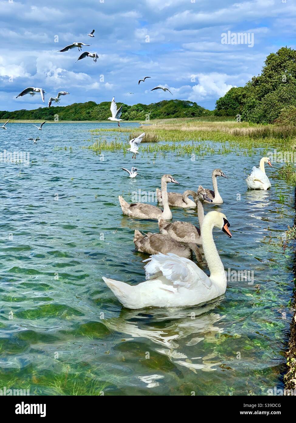 Des cygnes muets et leurs signettes sur un lac d'eau douce, île de Wight. Banque D'Images