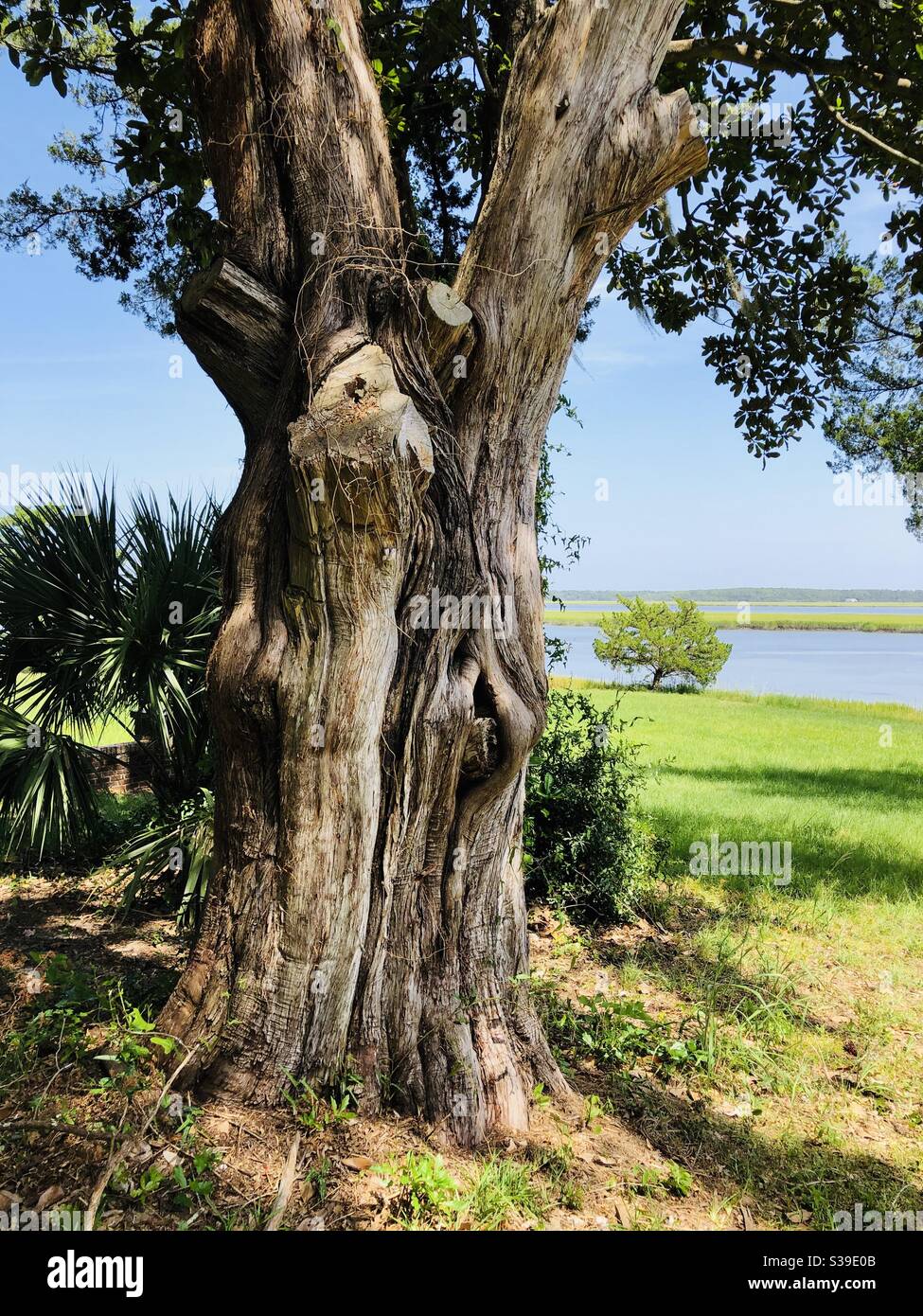 Vieux arbres intéressants et palmiers palmetto avec la rivière Medway dedans Arrière-plan littoral de la Géorgie Banque D'Images